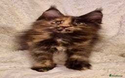 Maine Coon cats for sale: 🌟Ready to leave 4 XL Maine Coons active available - Image 13