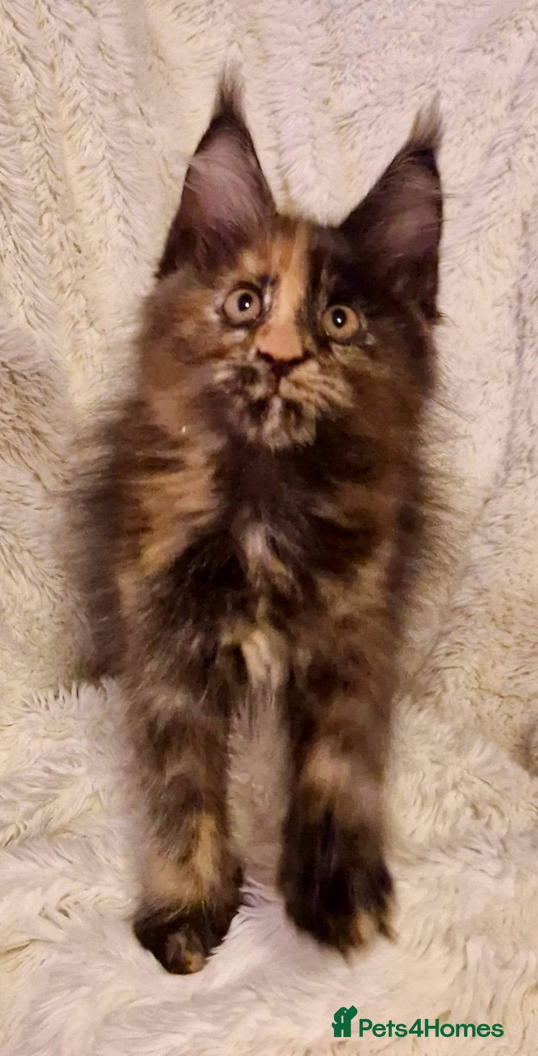 Maine Coon cats for sale: 🌟Ready to leave 4 XL Maine Coons active available - Image 13