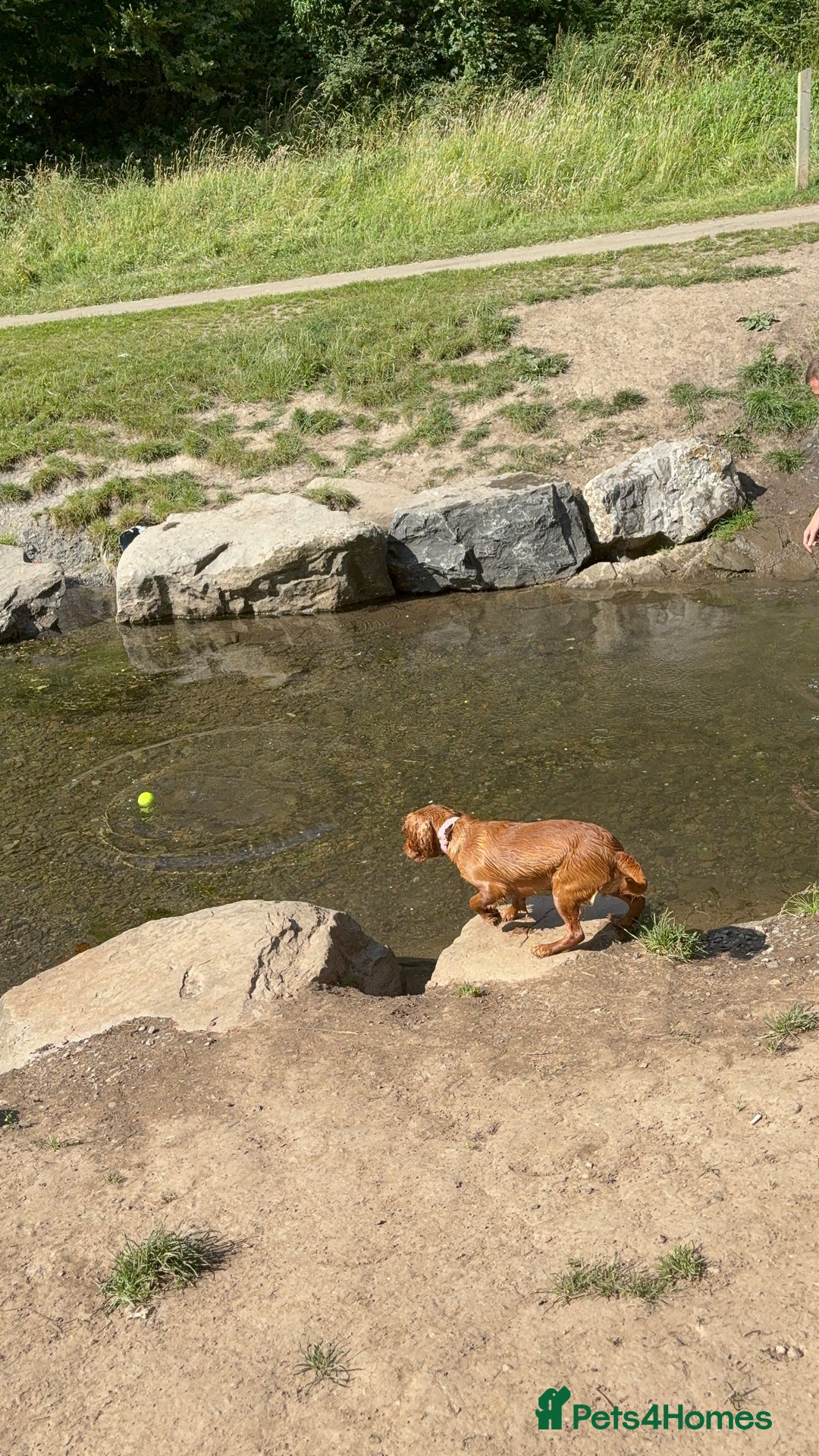Cocker Spaniel dogs for sale: Cocker spaninel  - Advert 6