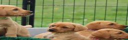 Labrador Retriever dogs for sale: *Ready Now* Labrador Puppies For Sale  - Advert 21