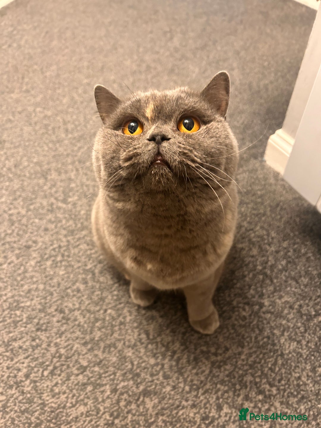 British Shorthair cats for sale: Beautiful girl bsh 2 y/o - Advert 5