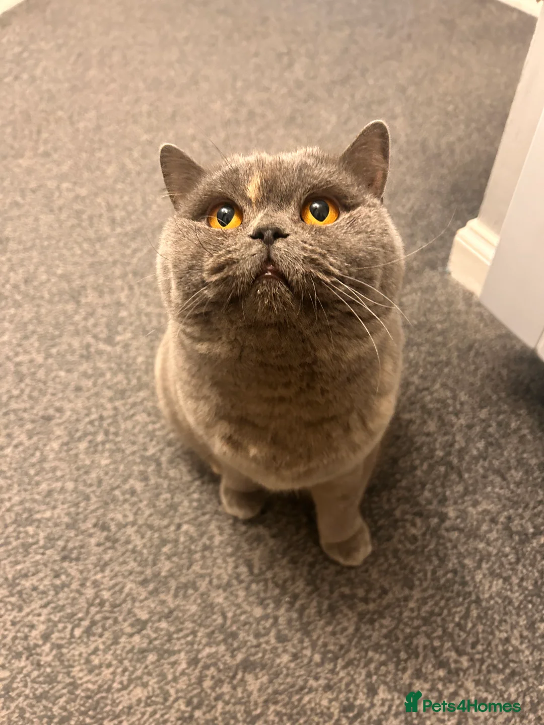 British Shorthair cats for sale: Beautiful girl bsh 2 y/o - Advert 5