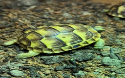Tortoise reptiles for sale: Baby Spurthigh Tortoises - Image 7