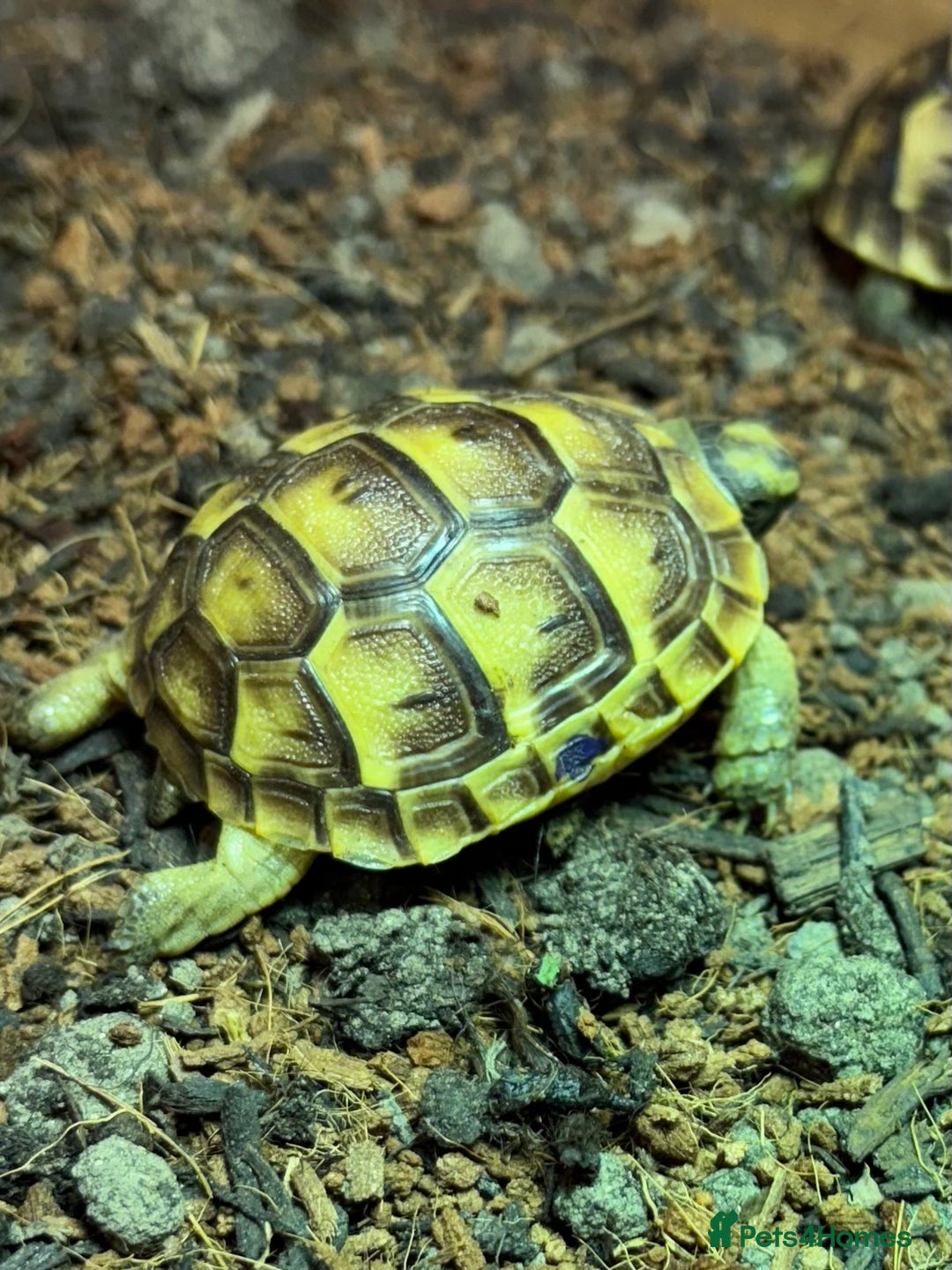 Tortoise reptiles for sale: Baby Spurthigh Tortoises - Image 7