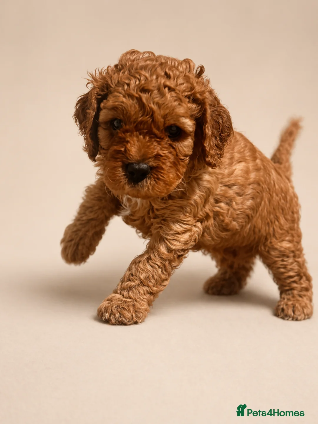 Cavapoo dogs for sale: Gorgeous Cavapoo Puppies  - Advert 1