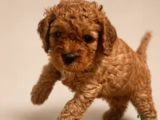Cavapoo dogs Gorgeous Cavapoo Puppies - Advert 1