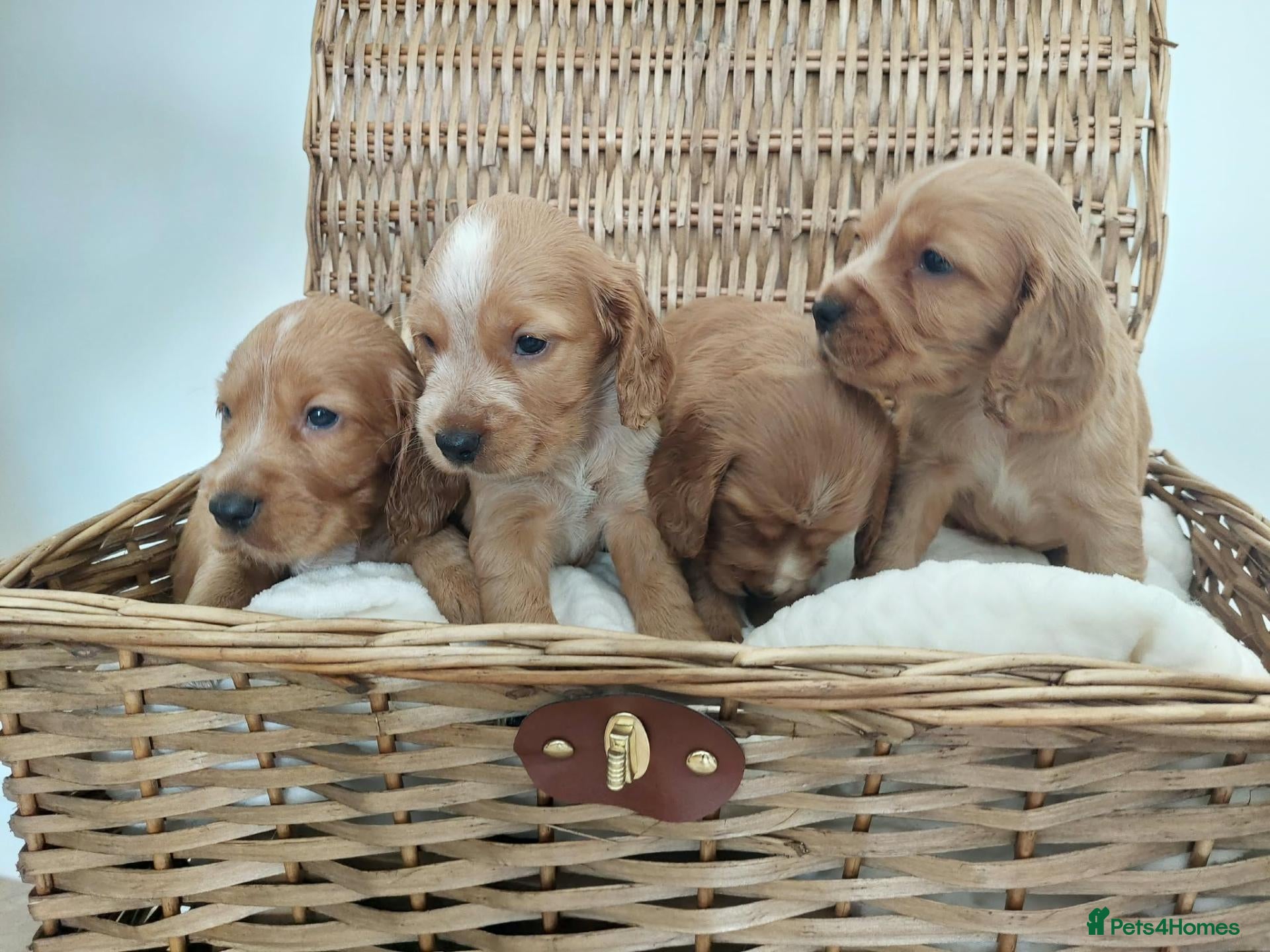 Cocker Spaniel dogs BEAUTIFUL COCKER SPANIEL PUPPIES - Advert 2