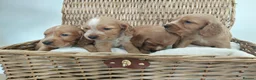 Cocker Spaniel dogs for sale: BEAUTIFUL COCKER SPANIEL PUPPIES - Advert 2