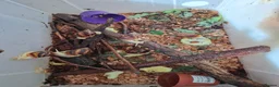 Snails invertebrates for sale: Giant African Land Snail one year old - Advert 4