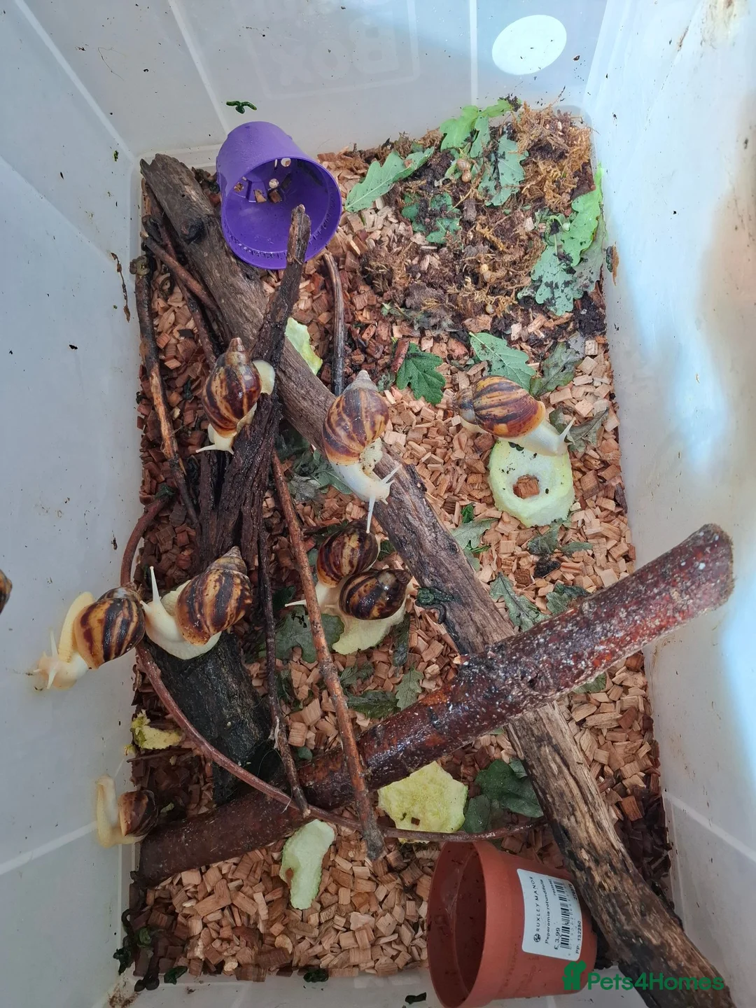 Snails invertebrates for sale: Giant African Land Snail one year old - Advert 4