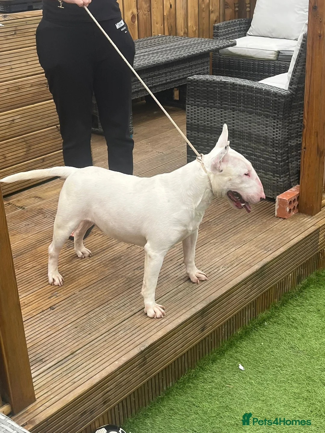 English Bull Terrier dogs for stud: CHAMPION LINES ENGLISH BULL TERRIER FOR STUD. in Sunderland - Advert 4