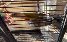 Conures birds for sale: 2 Beautiful Conures 1 male 1 female - Image 4