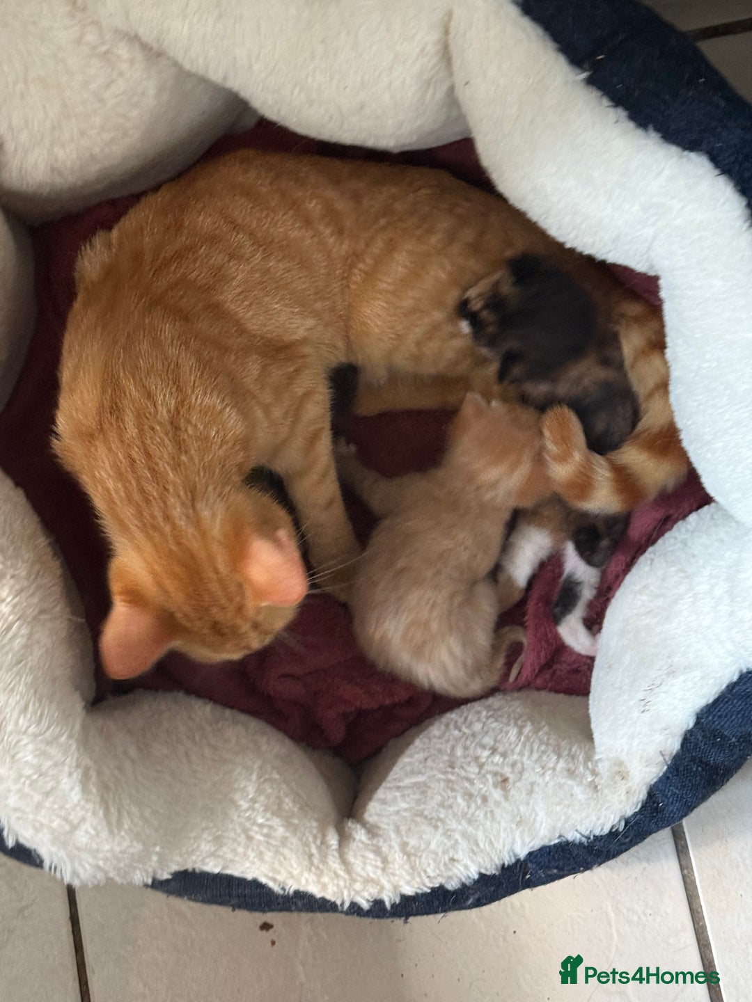 British Shorthair cats for sale: Very cute kittens ginger boy 2 x girls £50 - Image 4