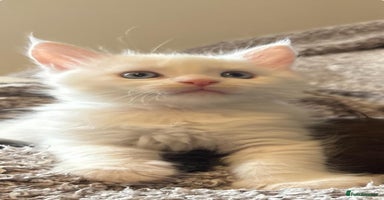 Maine Coon cats - Advert 3