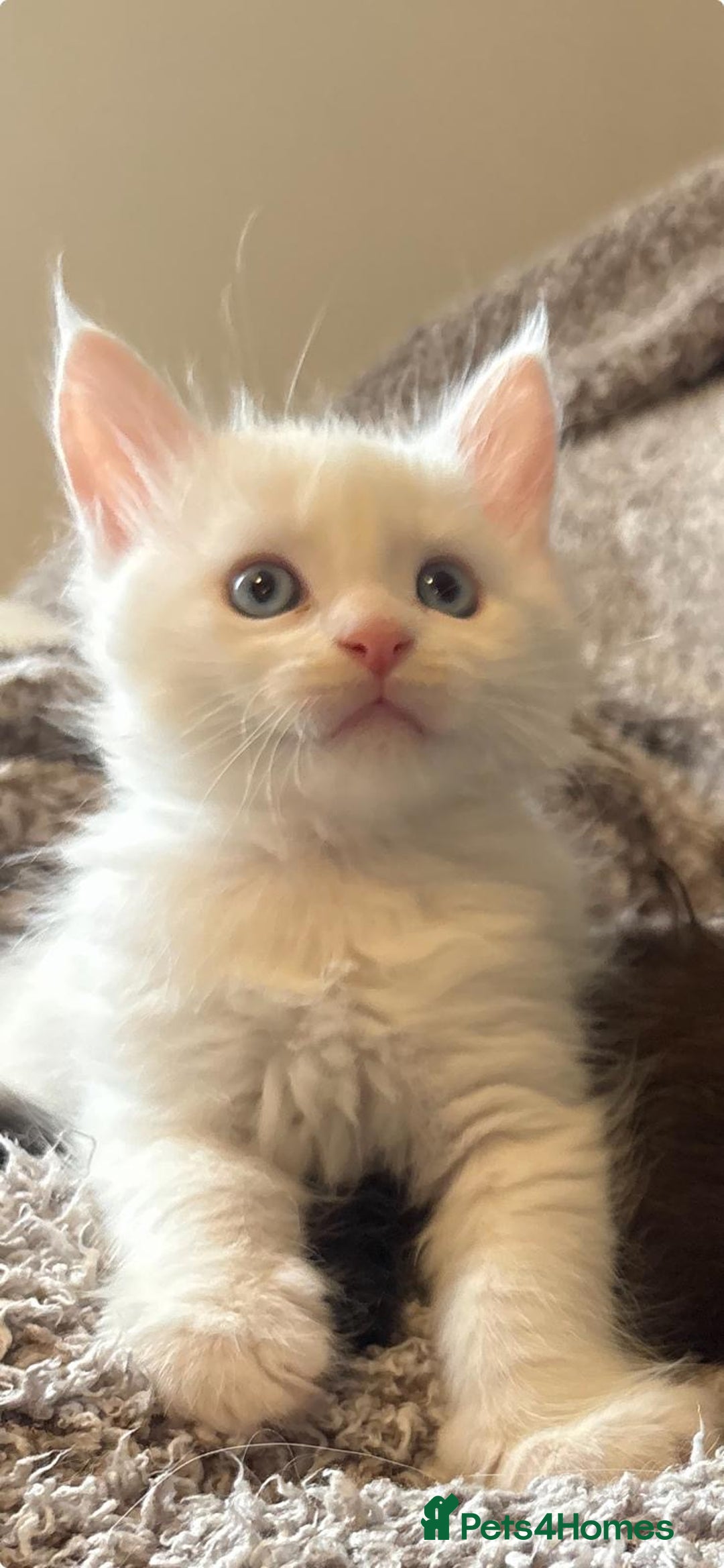 Maine Coon cats for sale: Purebred GCCF Maine Coon kittens - Image 2