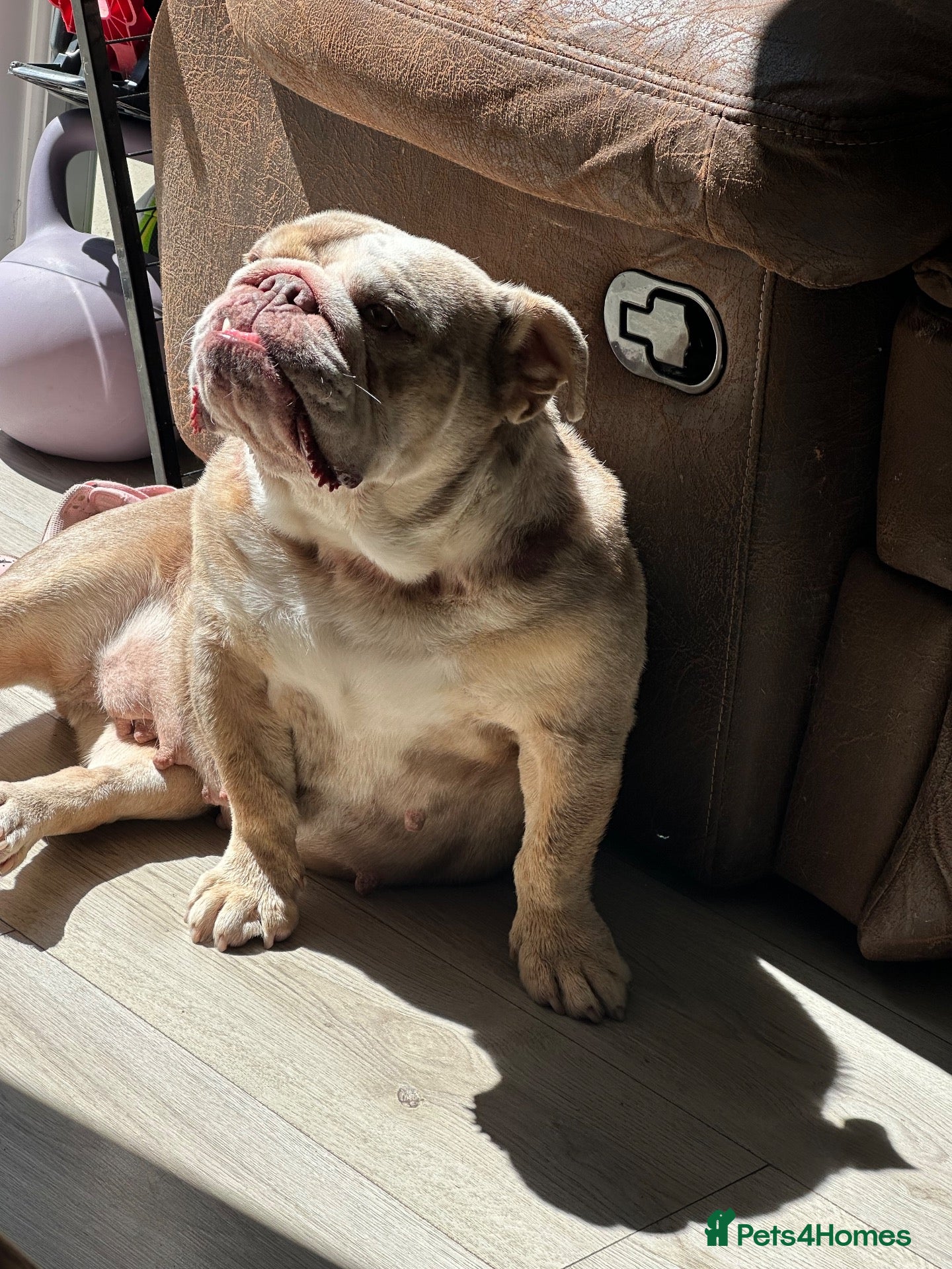 English Bulldog dogs English bull dog female murl - Advert 2