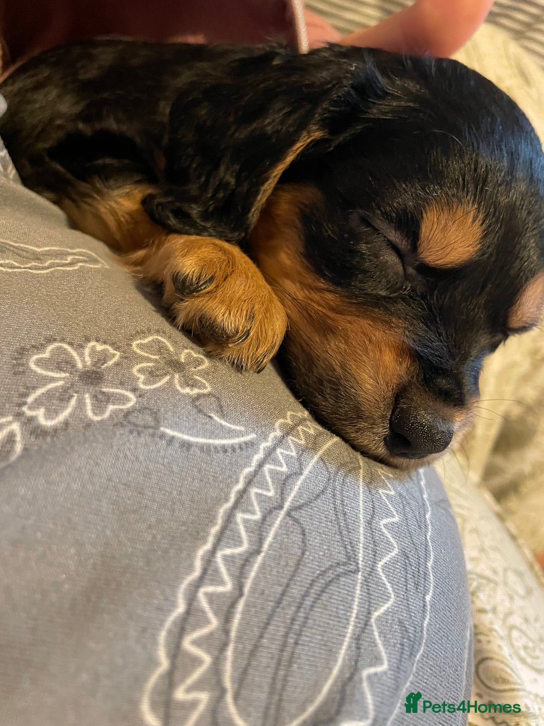 Mixed Breed dogs for sale: Cocker spaniel crosses - Image 2