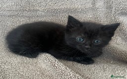 Norwegian Forest Cat cats for sale: 3 beautiful kittens  - Image 1