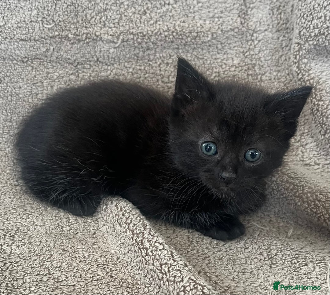Norwegian Forest Cat cats for sale: 3 beautiful kittens  - Image 1