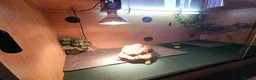 Tortoise reptiles for sale: Leapord tortoise  - Advert 3