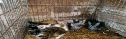 Mixed Breed cats for sale: Semi tame farm kittens  - Advert 1