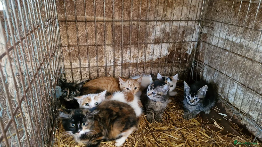 Mixed Breed cats for sale: Semi tame farm kittens  - Advert 1