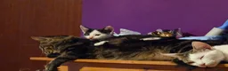 Mixed Breed cats for sale: Kittens looking for great homes - Advert 11