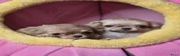 Chihuahua dogs for sale: KC registered chihuahua girls - Advert 3