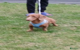 Dachshund dogs for sale: Dashound  - Image 2