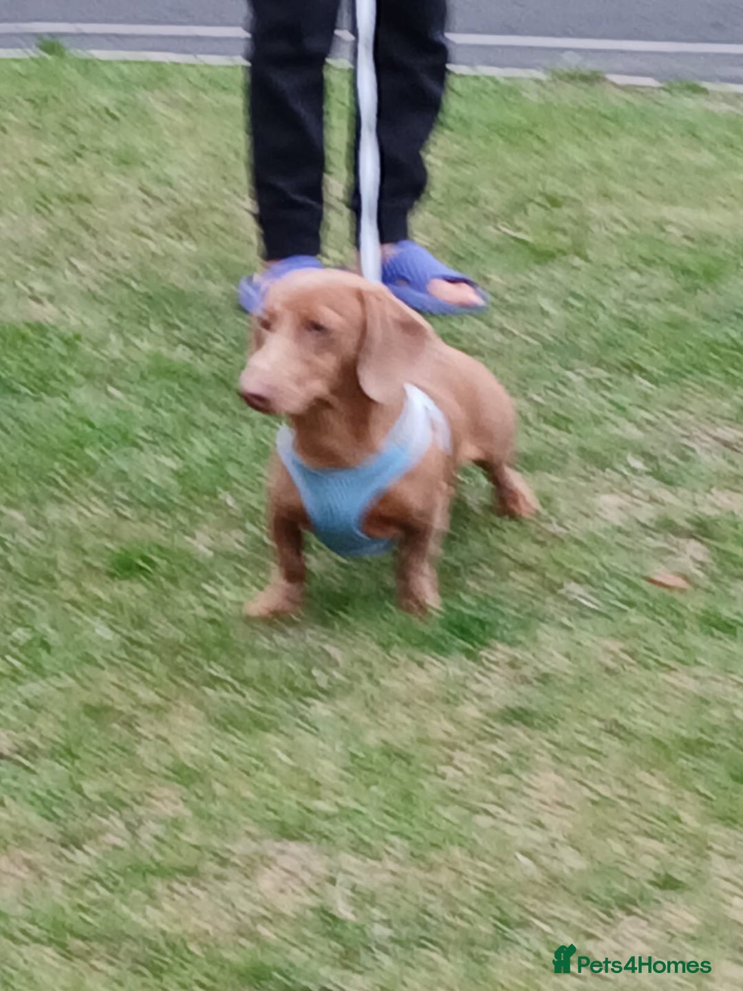 Dachshund dogs for sale: Dashound  - Image 2
