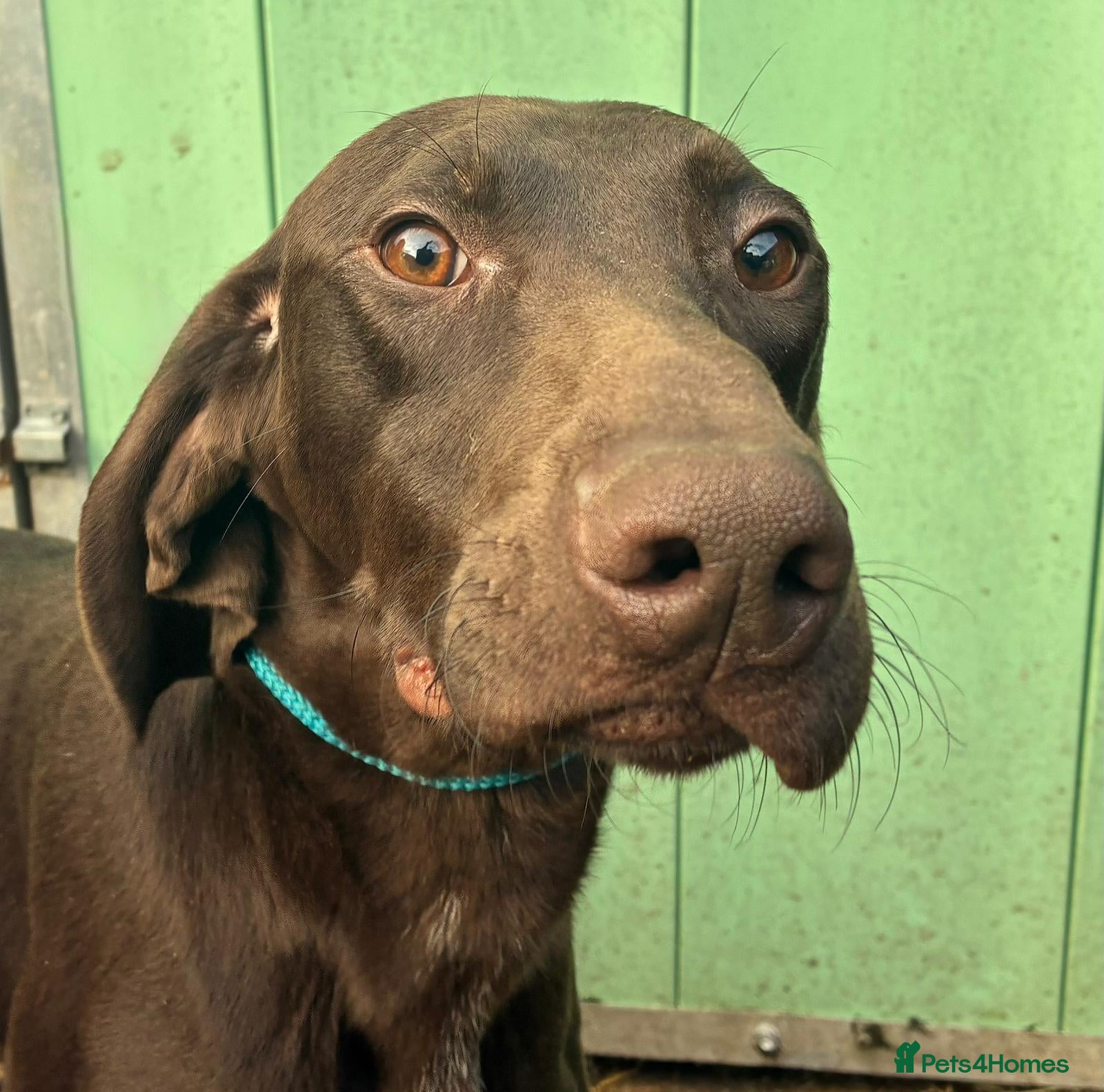 German Shorthaired Pointer dogs German shorthaired pointer puppies in Beith - Advert 1
