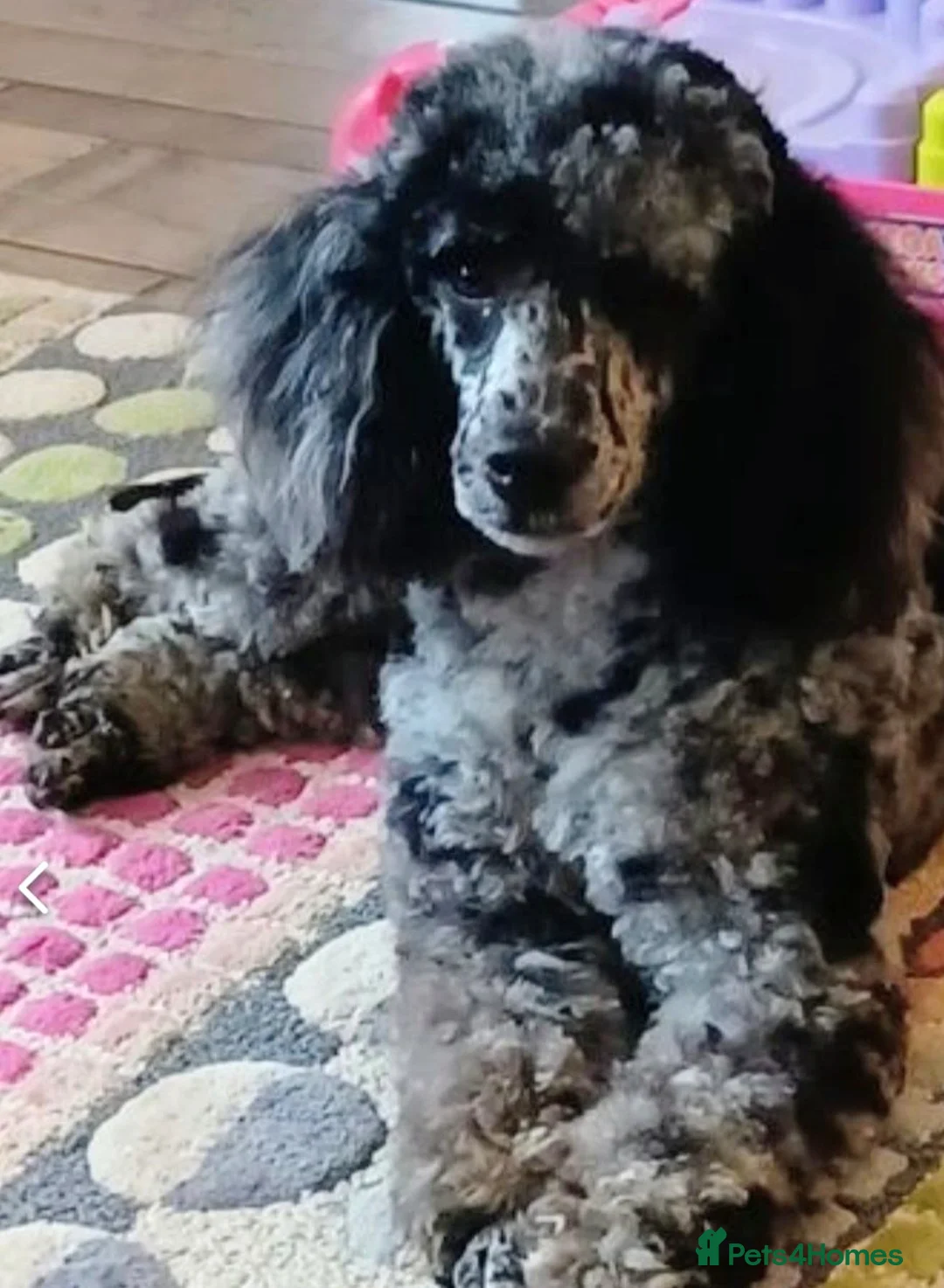 Gallery Image {{count}}