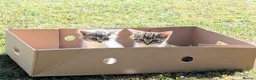 Mixed Breed cats for sale: Need Sale ASAP 3 Kittens & 2 Cats Available  in Gloucester - Advert 5