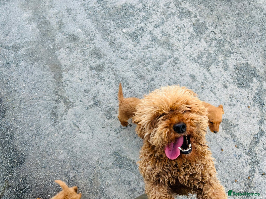 Labradoodle dogs for sale: Beautiful Labradoodle puppies for sale - Image 4
