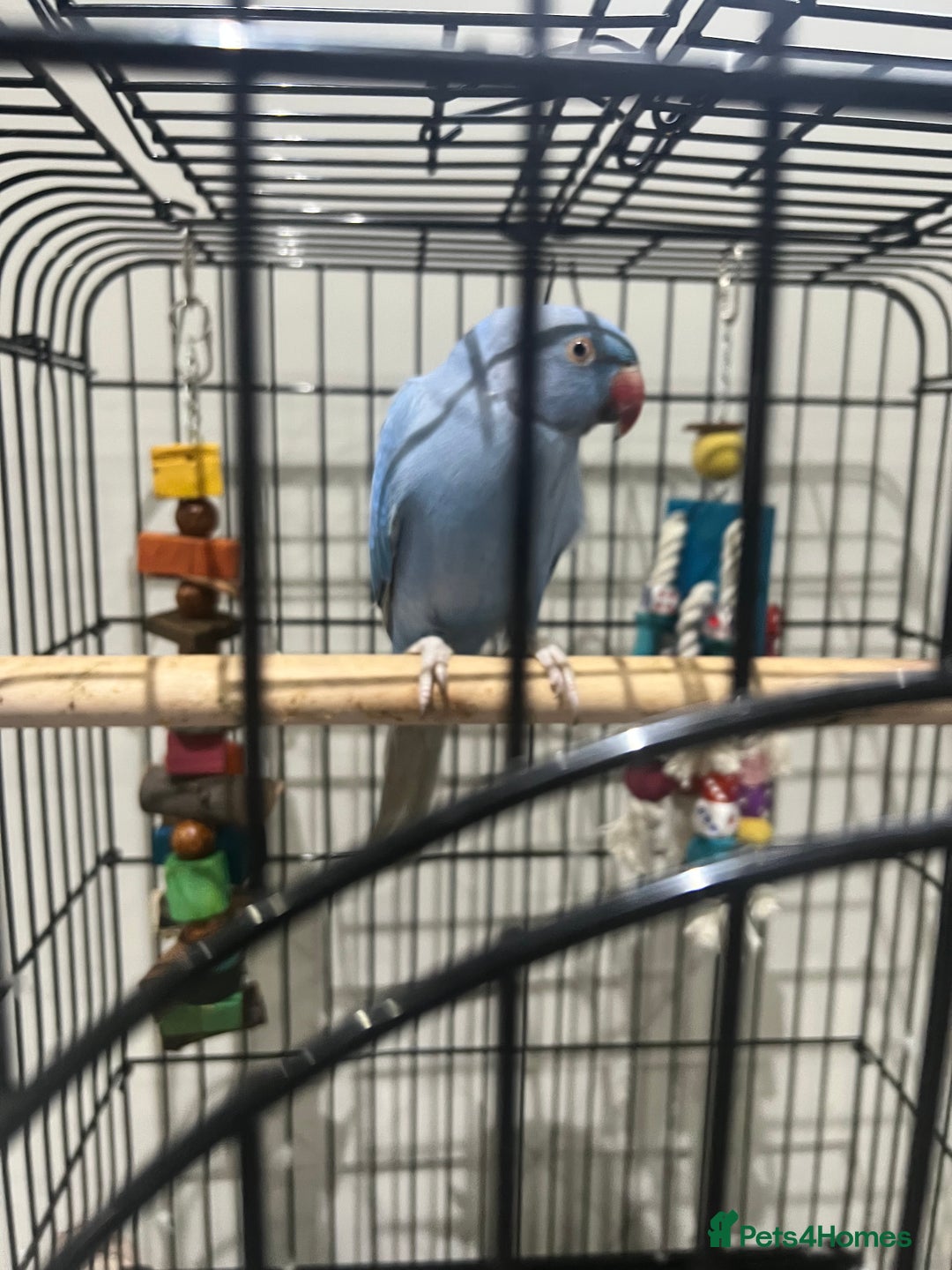 Parrots birds for sale: Blue parrot  - Advert 1