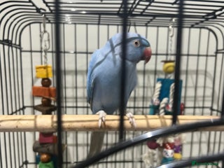 Parrots birds Blue parrot - Advert 1