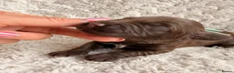 Cockapoo dogs for sale: Merle and Chocolate F1b Cockapoos Due Sept’ - Advert 18