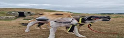 Mixed Breed dogs for sale: Lady and Sammy in Liverpool - Advert 1