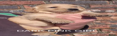 Golden Retriever DARK PINK GIRL 