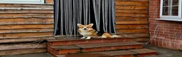 Welsh Corgi Pembroke dogs for sale: Stunning Corgipoo Puppies.  - Advert 30