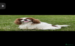 Cavalier King Charles Spaniel dogs for sale: 3 beautiful tri girls available  - Image 11