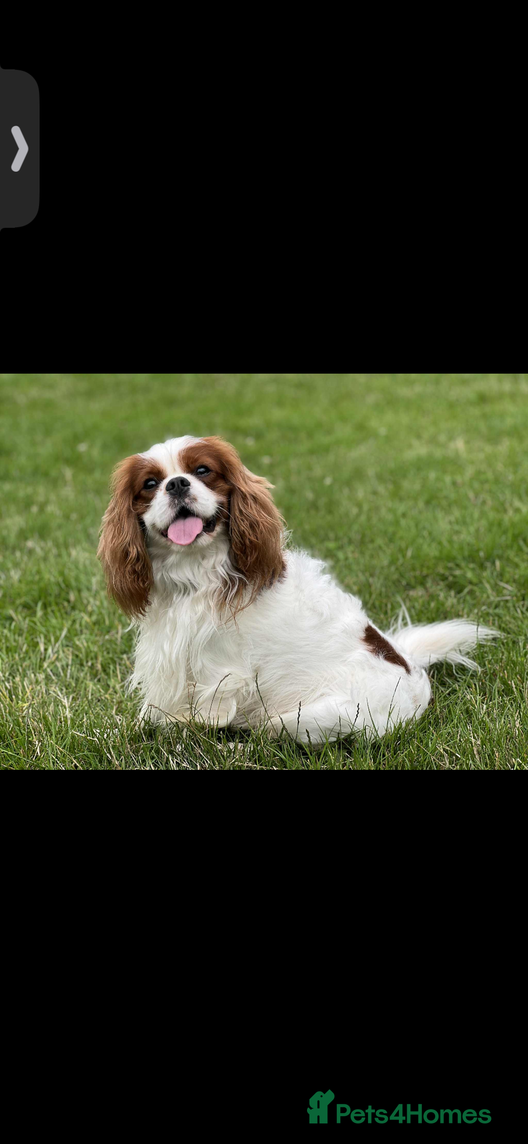 Cavalier King Charles Spaniel dogs for sale: 3 beautiful tri girls available  - Image 11