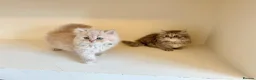 Persian cats for sale: Rare DWARF LEG PERSIANS - Persian Munchkin Minuets - Advert 7