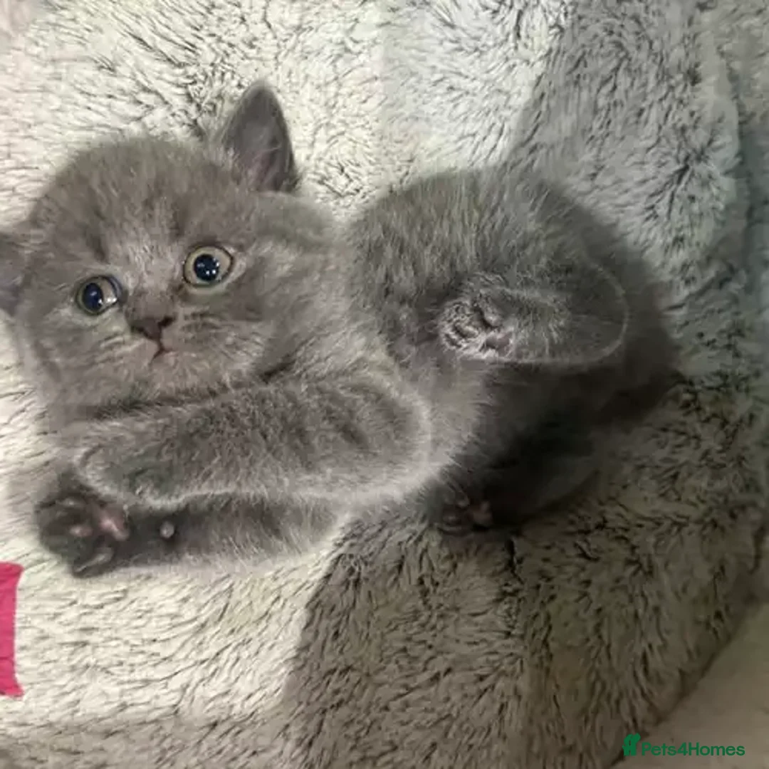 British Shorthair cats for sale: 9wk Old British Shorthair Boy (LAST ONE - READY) - Advert 1