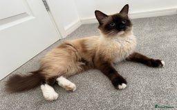 Ragdoll cats for sale: Ragdoll  - Image 2