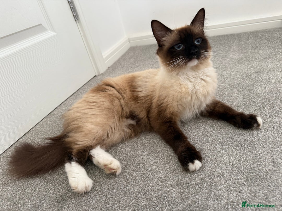 Ragdoll cats for sale: Ragdoll  - Image 2