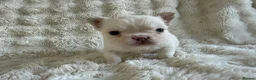 French Bulldog dogs for sale: Full fluffy French bulldogs  - Advert 9
