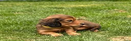 Miniature Dachshund dogs for sale: Mini Long Haired Daschund 2 girls left - Advert 17