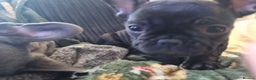 French Bulldog dogs for sale: French Bulldog Puppy - Advert 9