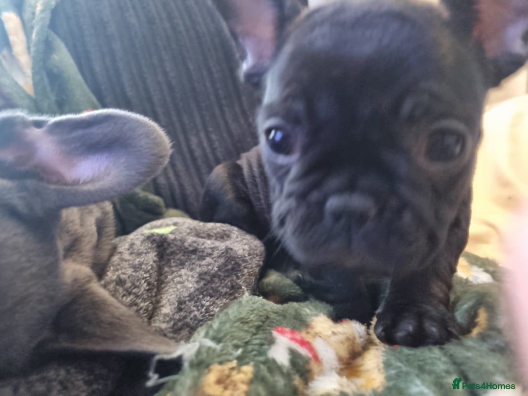 French Bulldog dogs for sale: French Bulldog Puppy - Advert 9